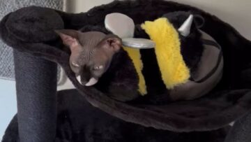 Angry-Cat-Mistakes-Costume-Adjustment-for-Removal-Adorable.jpg
