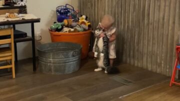Annoyed-baby-girl-tries-to-lift-chubby-cat-Adorable.jpg