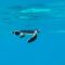 Baby Green Sea Turtle’s Epic Journey | Super Cute