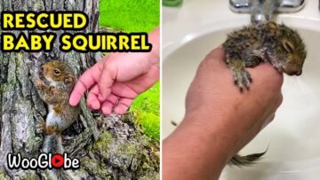 Baby-Squirrel-Rescue-Heartwarming-Animal-Rescue-Story.jpg