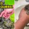 Baby Squirrel Rescue | Heartwarming Animal Rescue Story! 🐿️💕