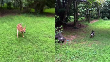 Backyard-Cutie-Dog-Chases-Baby-Deer-Adorable.jpg
