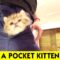 Best Thing You’ll See Today | Cute Pocket Kitten