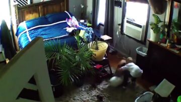 Brave-7-yo-saves-baby-bird-from-cat-and-dog.jpg