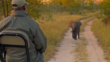 Brave-baby-elephants-hilarious-NOPE-moment-in-front-of-safari-goers.jpg