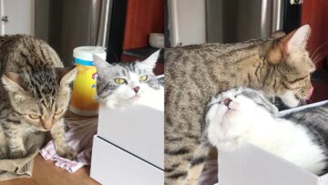 Brotherly-love-Cat-bathes-sibling-at-bedtime-Super-Cute.jpg