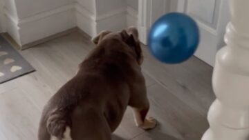 Bulldog-cutely-attempts-to-pop-balloon-by-biting-it.jpg