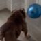 Bulldog cutely attempts to pop balloon by biting it | Adorable 🐶