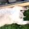 Cat Mom Captures Her Adorable Ragdoll Napping Blissfully Like There’s No Tomorrow | Heartwarming