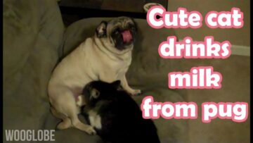 Cat-drinking-milk-from-pug-dog-Super-Cute.jpg