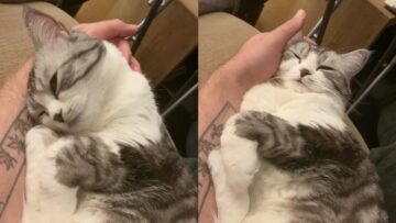 Cat-snuggles-on-couch-and-demands-endless-pets-Super.jpg