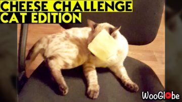 Cat-with-Cheese-on-Face-Hilarious-Adorable-Reactions.jpg