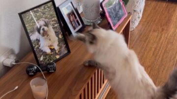 Cats-Tender-Tribute-to-Her-Beloved-Dog-Friend-Lost-to.jpg
