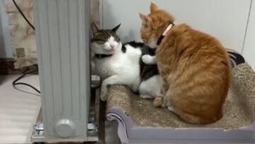 Cats-failed-massage-attempt-on-grumpy-friend-Adorable.jpg