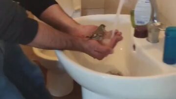 Cautious-Bird-Hilariously-Sidesteps-High-Pressure-Water-Stream-at-Bath-Time.jpg