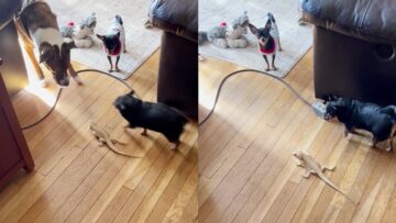 Chihuahua-Protects-Bearded-Dragon-BFF-Adorable.jpg
