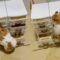 Chubby Hamster Scouring Mini Drawers for Food | Super Cute