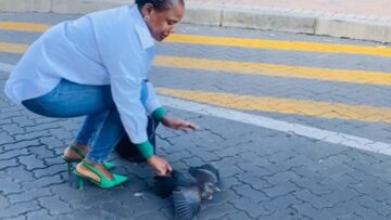 Compassionate-Woman-Rescues-Struggling-Bird-from-Busy-Road-Heartsome.jpg