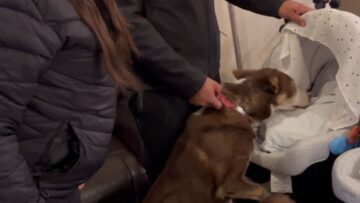 Couples-Dogs-Meet-Their-Newborn-Twins-for-the-First-Time.jpg