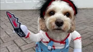 Crazy-killer-pup-in-Halloween-costume-goes-on-a-rampage.jpg