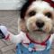 Crazy killer pup in Halloween costume goes on a rampage | Adorable