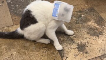 Curious-Cats-Epic-Snack-Quest-Goes-Hilariously-Wrong-Try.jpg
