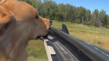 Dog-enjoys-sunroof-ride-with-fur-flying-Adorable.jpg