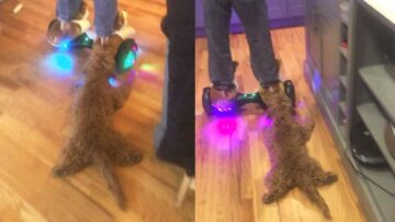 Dog-on-Hoverboard-Mops-Floor-in-Hilarious-Way-Super.jpg
