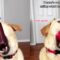 Dog performs amazing trick! Watch him catch food in mouth after flipping them off his head | Super Cute