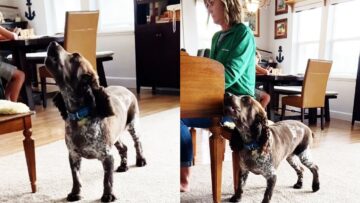 Dog-sings-along-as-owner-plays-piano-Super-Cute.jpg