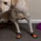 Dog throws hilarious temper tantrum over winter shoes | Super Cute