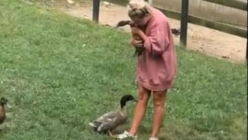 Duck-gets-jealous-when-it-sees-mom-with-another-duck.jpg