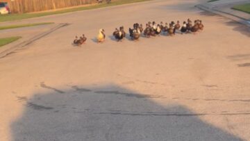 Ducks-Unite-for-a-Joyful-Journey-to-a-New-Pond.jpg