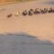 Ducks Unite for a Joyful Journey to a New Pond: Watch Their Heartwarming Adventure! | Heartwarming