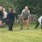 “Epic Tumble Leaves Dad in Hilarious Distress at Sports Day – Try Not to Laugh!” | Funny Fail