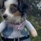 Fashionista pups rock stylish outfits in cutest strut ever | Super Cute