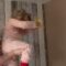 Fearless Girl vs. Eight-Legged Intruder | Super Cute