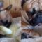 French Bulldog Pup and Duck | Super Cute best friends!