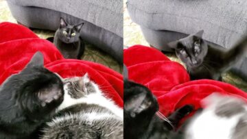 Funniest-Reaction-of-Jealous-Cat-Watch-Now-Super-Cute.jpg