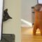 Funny Cat Plays Hide-and-Seek Behind TV | Adorable