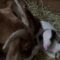 Goat’s heartwarming labor on International Women’s Day | Adorable