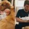 Golden Retriever BFFs with Babies | Super Cute