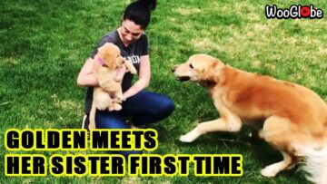 Golden-Retriever-Meets-Cute-Little-Sister-Adorable.jpg