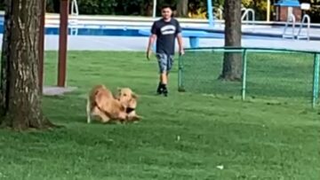 Golden-Retrievers-Joyful-Reunion-with-His-Brother-Will-Melt-Your.jpg