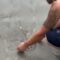 Heroic Kindness: Man Rescues Stuck Stingray from Muddy Shore | Heartwarming