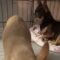 Heroic Woman Bravely Rescues Adorable Puppies from the Chilling Rain | Heartwarming