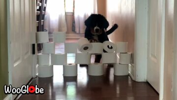 Hilarious-Dogs-vs-Toilet-Paper-The-Ultimate-Fumble-Fest.jpg