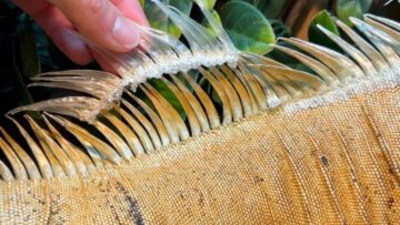 Iguanas-Skin-Shedding-Journey-A-Keepers-Gentle-Touch-Heartwarming.jpg