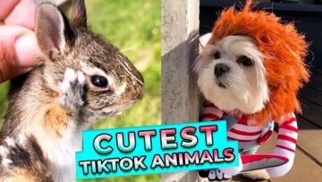 Incredible-Animal-Antics-That-Will-Make-You-Smile-and-Melt.jpg
