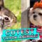 Incredible Animal Antics That Will Make You Smile and Melt Your Heart! | Heartwarming